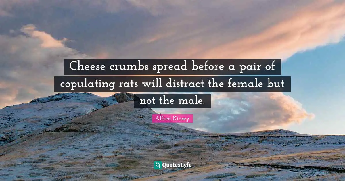 Cheese crumbs spread before a pair of copulating rats will distract the female but not the male.