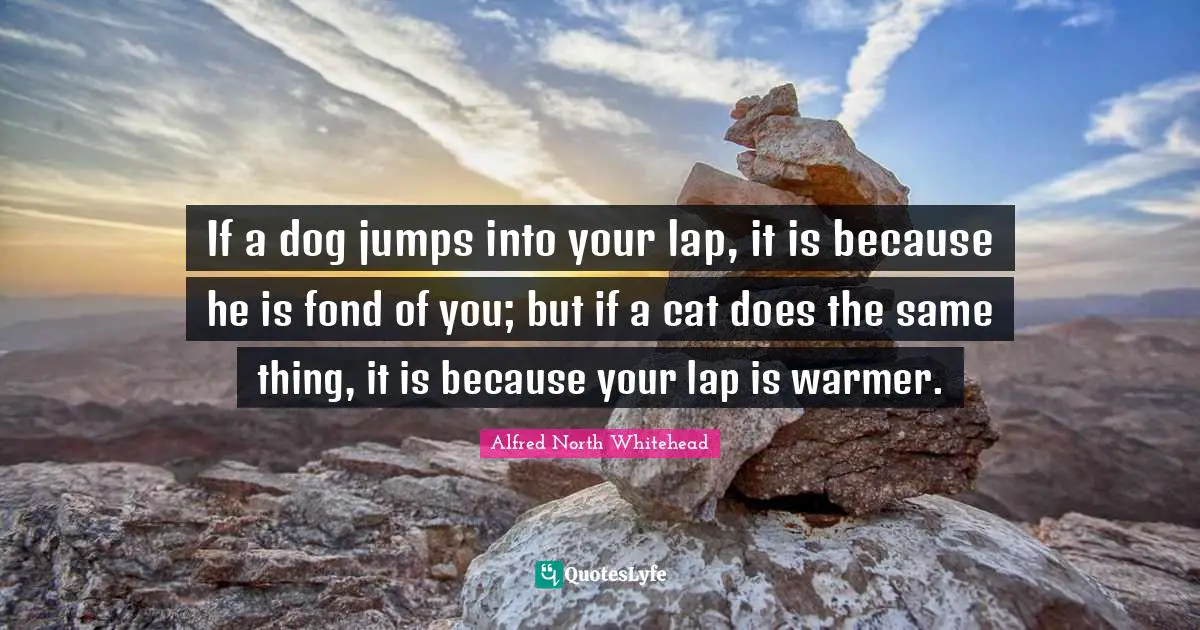 Lap Quotes: "If a dog jumps into your lap, it is because he is fond of you; but if a cat does the same thing, it is because your lap is warmer."