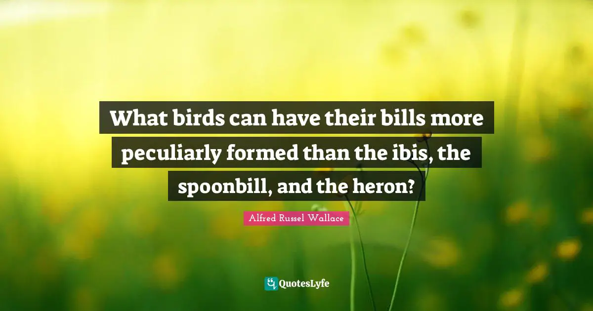 What birds can have their bills more peculiarly formed than the ibis, the spoonbill, and the heron?