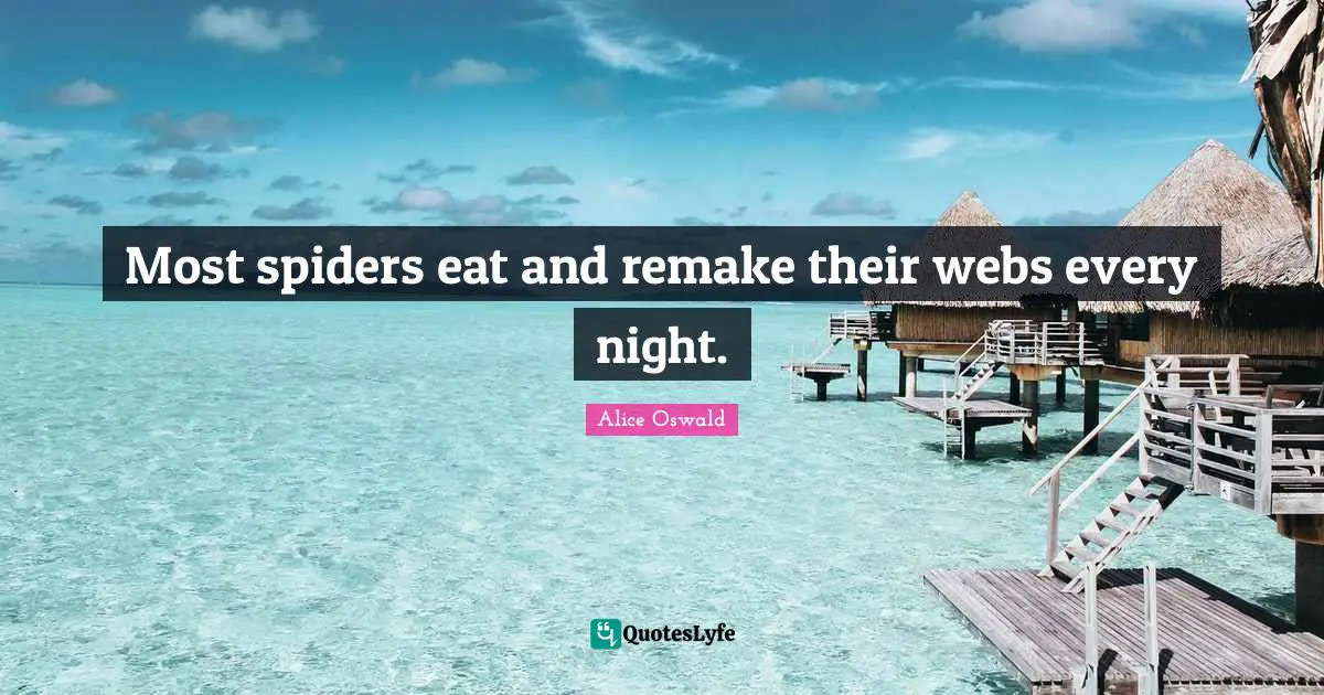 Most spiders eat and remake their webs every night.
