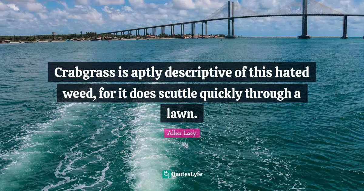 Crabgrass is aptly descriptive of this hated weed, for it does scuttle quickly through a lawn.