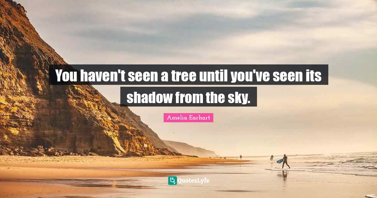 You haven't seen a tree until you've seen its shadow from the sky.