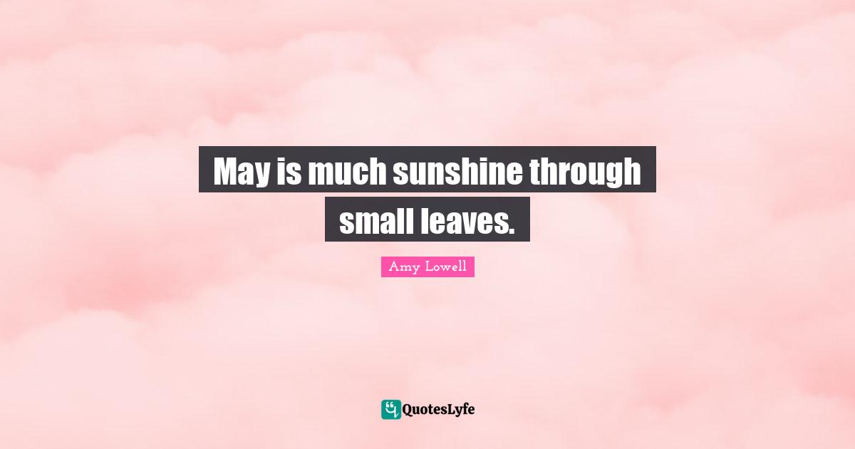 May is much sunshine through small leaves.