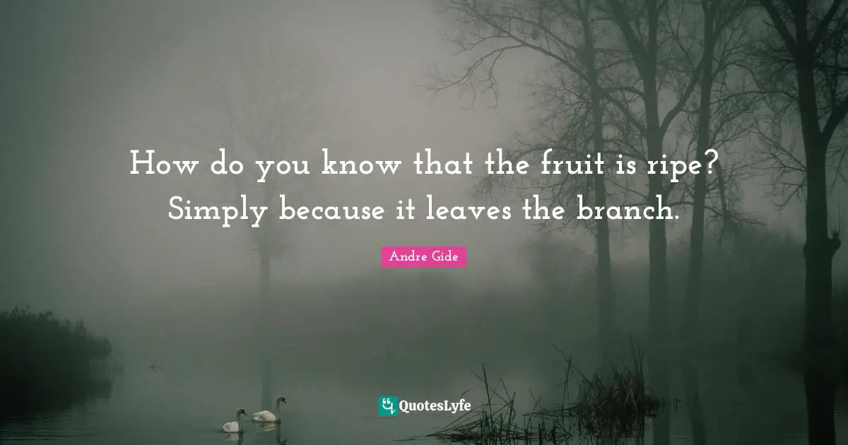 How do you know that the fruit is ripe? Simply because it leaves the branch.