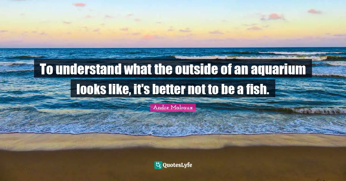 To understand what the outside of an aquarium looks like, it's better not to be a fish.
