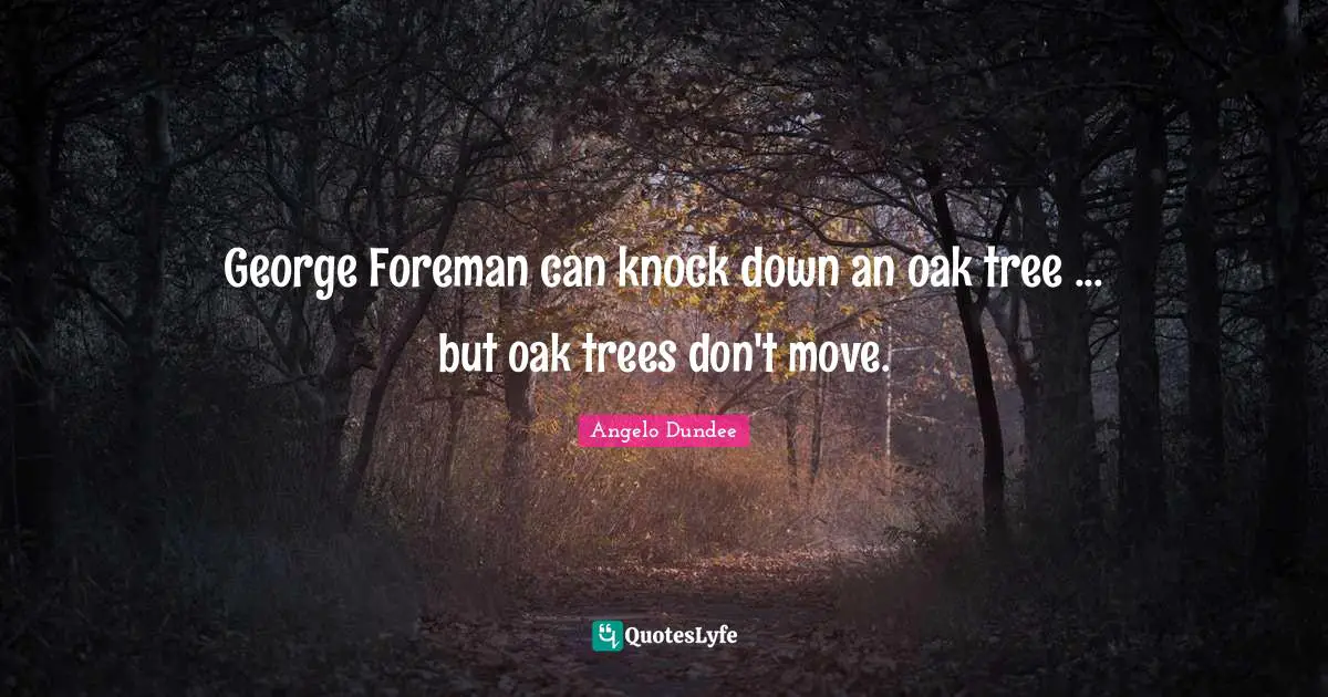 Angelo Dundee Quotes: "George Foreman can knock down an oak tree ... but oak trees don't move."