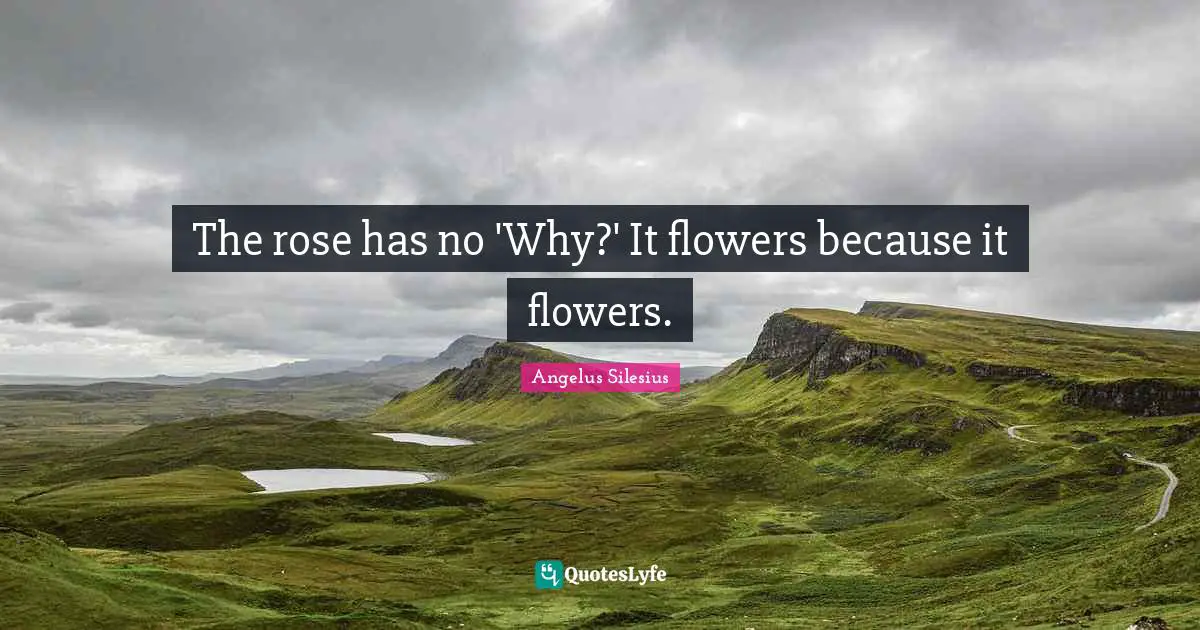 The rose has no 'Why?' It flowers because it flowers.