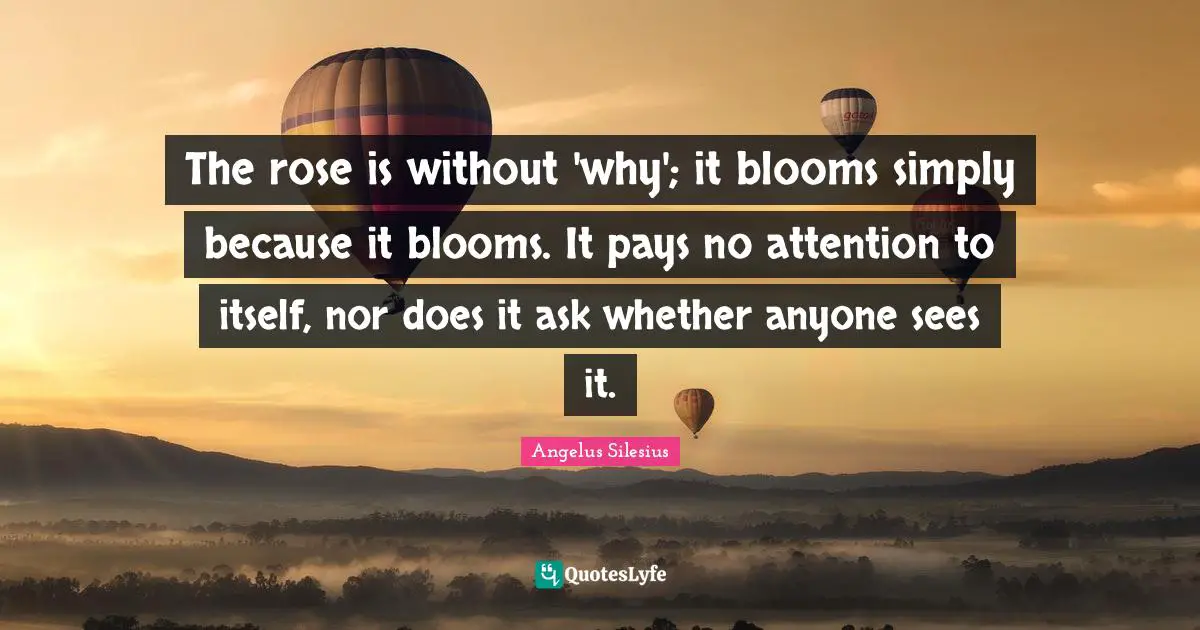 Rose Quotes: "The rose is without 'why'; it blooms simply because it blooms. It pays no attention to itself, nor does it ask whether anyone sees it."