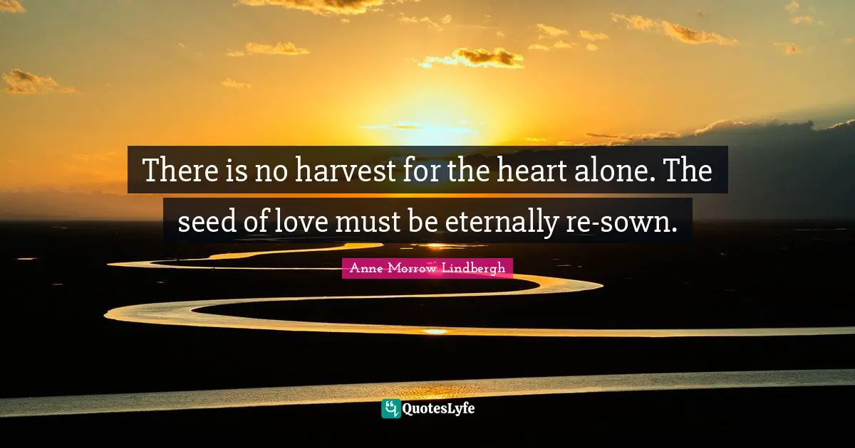Anne Morrow Lindbergh Quotes: "There is no harvest for the heart alone. The seed of love must be eternally re-sown."