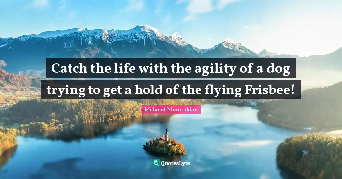 Catch the life with the agility of a dog trying to get a hold of the flying Frisbee!