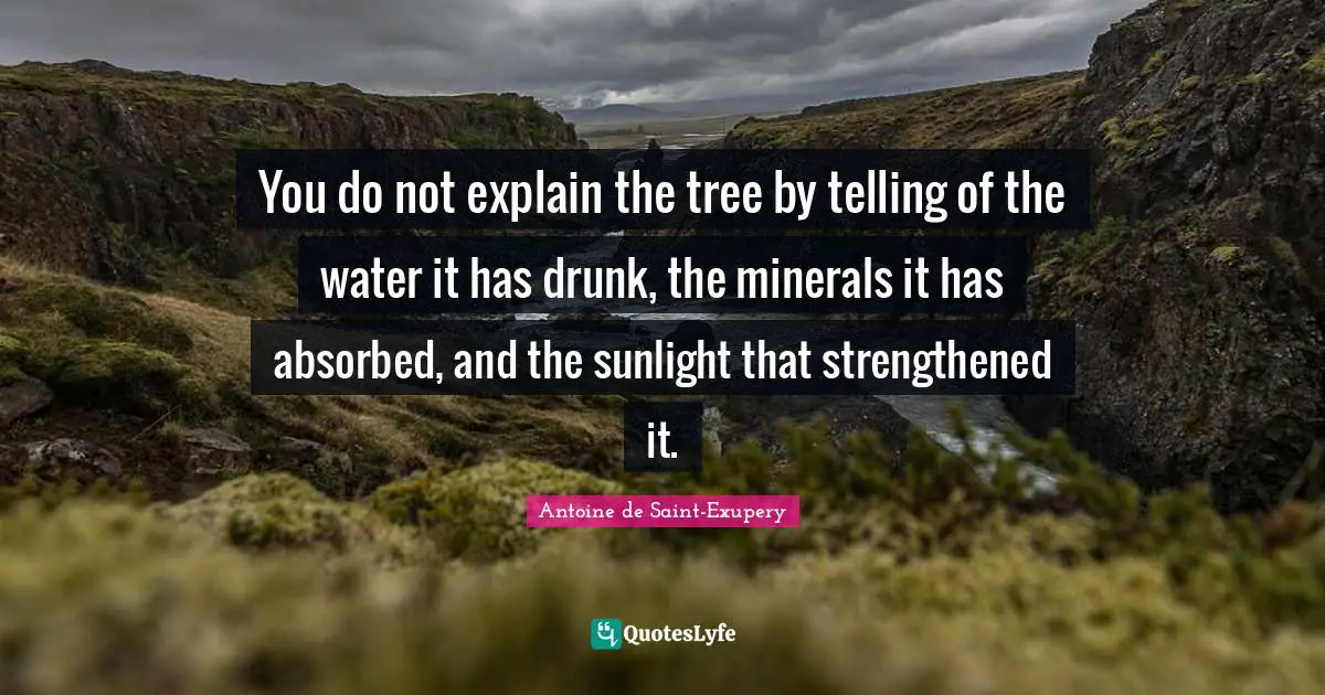You do not explain the tree by telling of the water it has drunk, the minerals it has absorbed, and the sunlight that strengthened it.