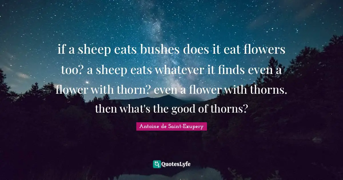 if a sheep eats bushes does it eat flowers too? a sheep eats whatever it finds even a flower with thorn? even a flower with thorns. then what's the good of thorns?