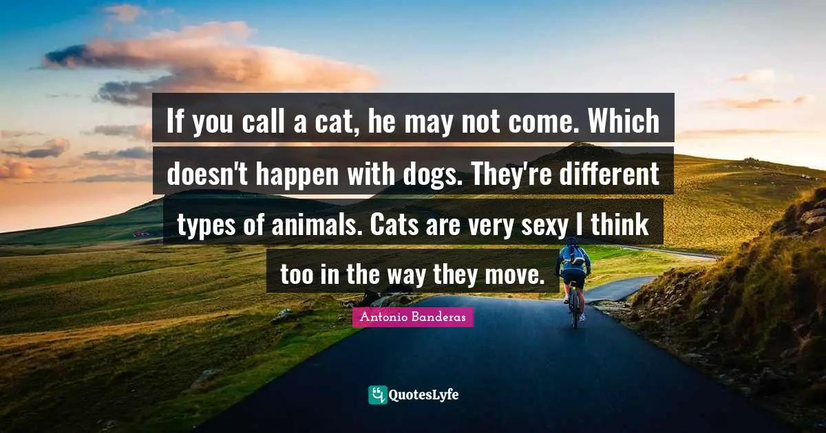 If you call a cat, he may not come. Which doesn't happen with dogs. They're different types of animals. Cats are very sexy I think too in the way they move.
