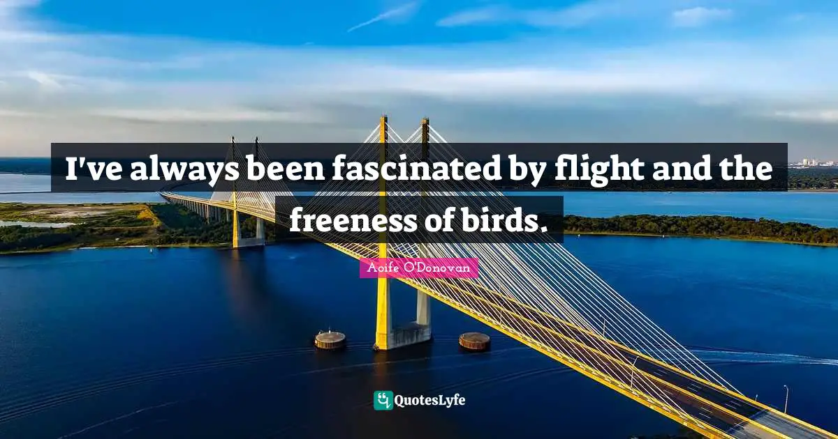 I've always been fascinated by flight and the freeness of birds.
