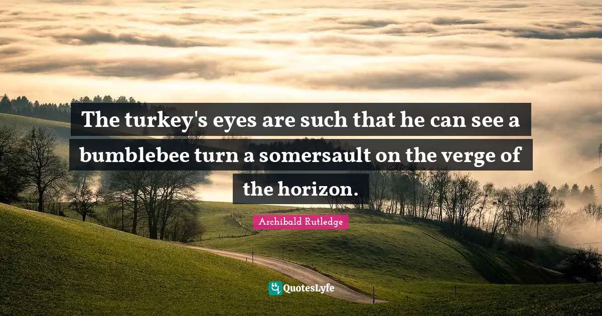 Turkeys Quotes: "The turkey's eyes are such that he can see a bumblebee turn a somersault on the verge of the horizon."