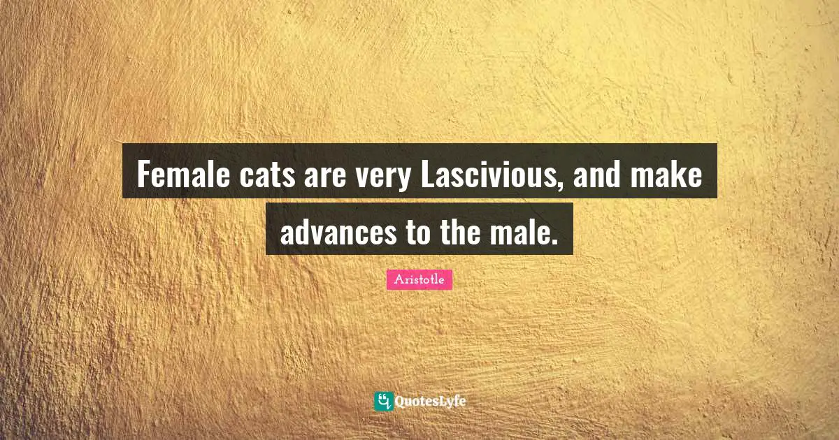 Female cats are very Lascivious, and make advances to the male.