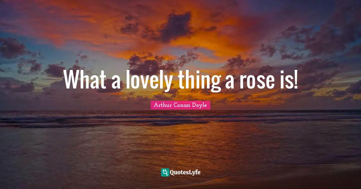 What a lovely thing a rose is!
