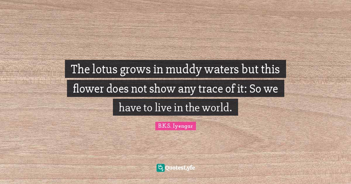 The lotus grows in muddy waters but this flower does not show any trac