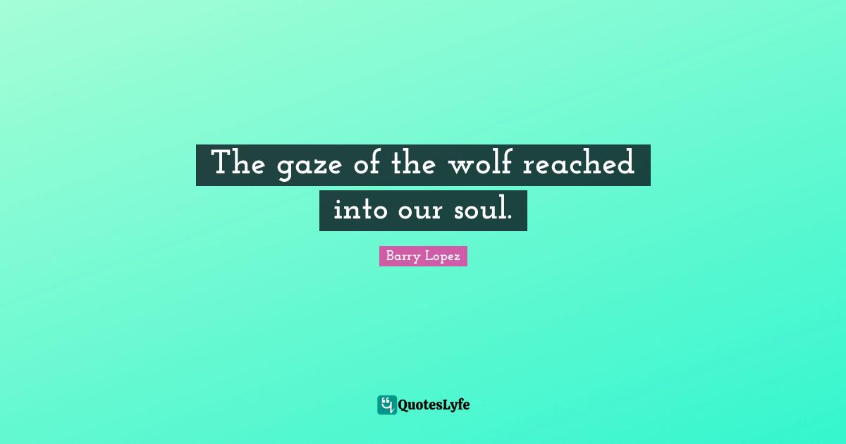 The gaze of the wolf reached into our soul.