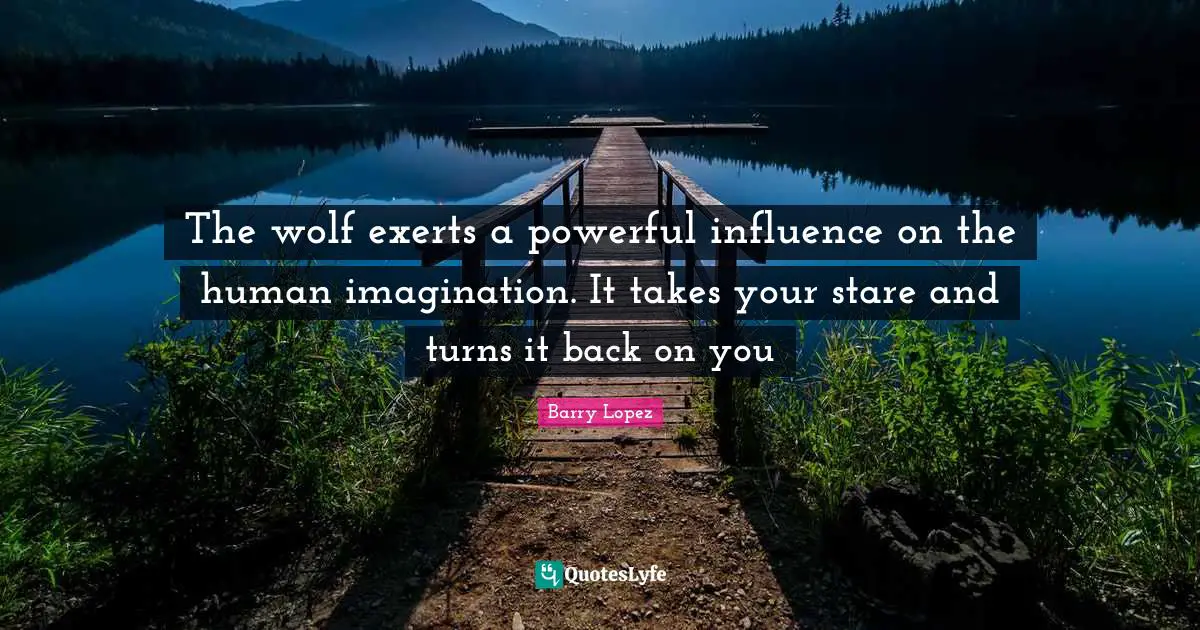The wolf exerts a powerful influence on the human imagination. It takes your stare and turns it back on you