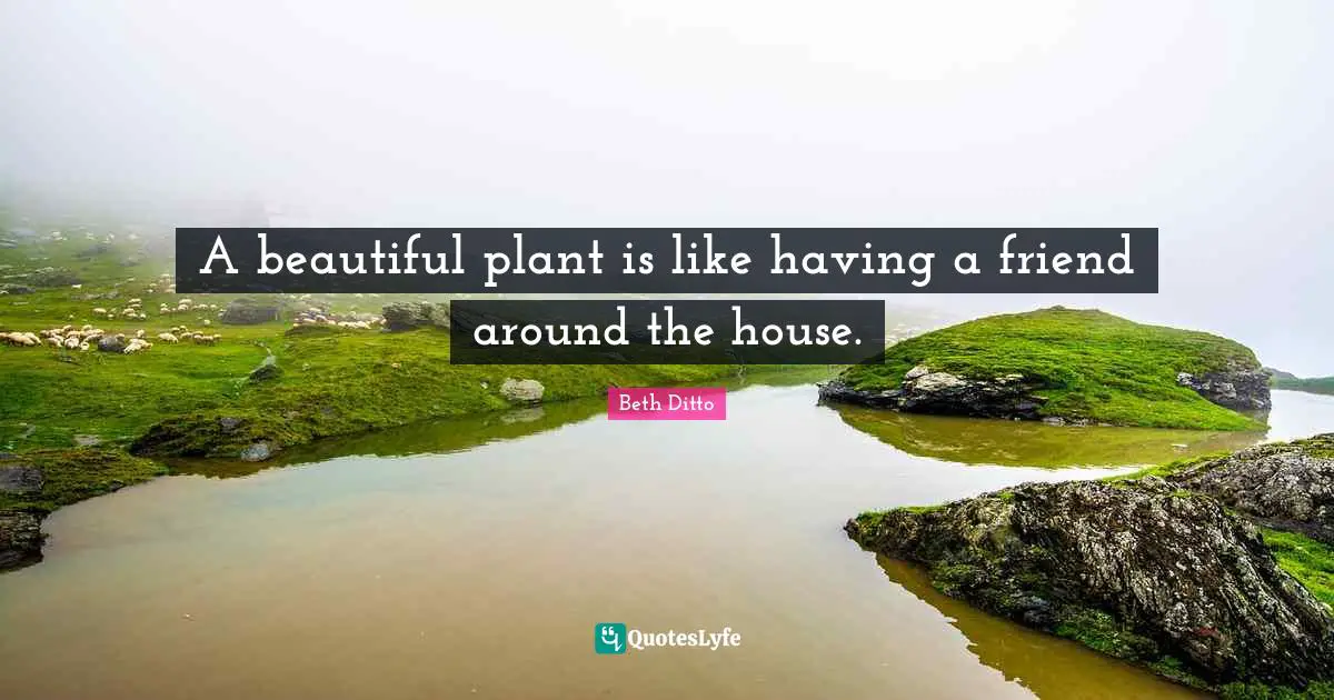 A beautiful plant is like having a friend around the house.