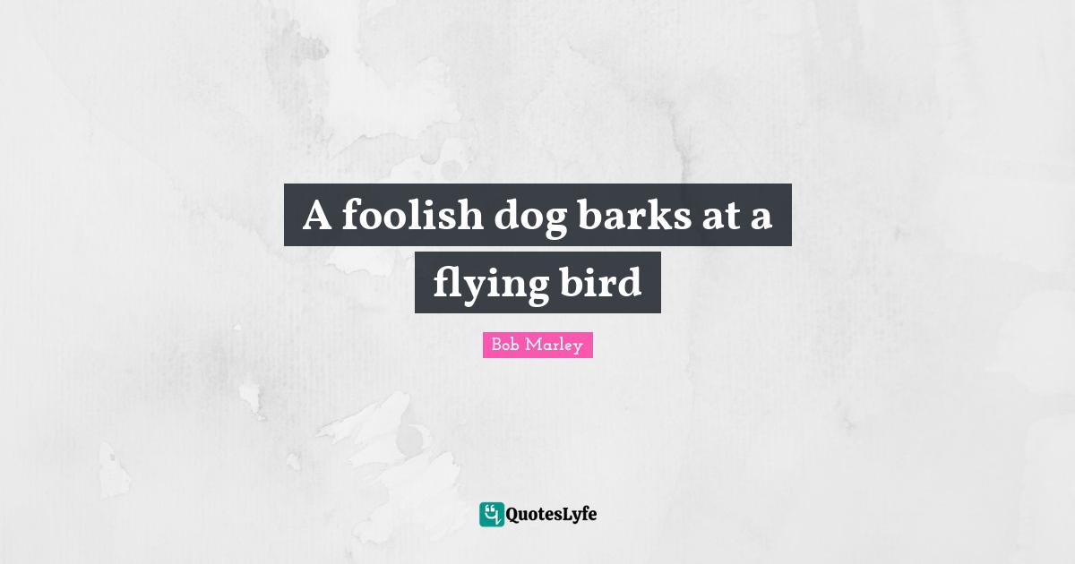 A foolish dog barks at a flying bird