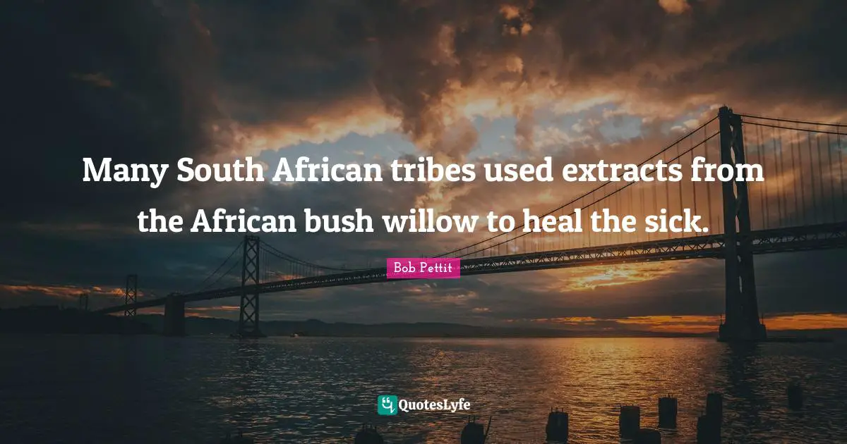 Many South African tribes used extracts from the African bush willow to heal the sick.