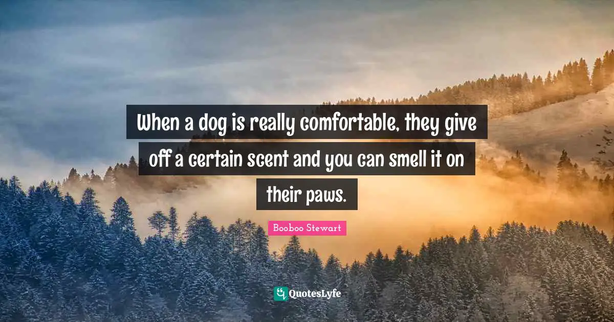 Scent Quotes: "When a dog is really comfortable, they give off a certain scent and you can smell it on their paws."
