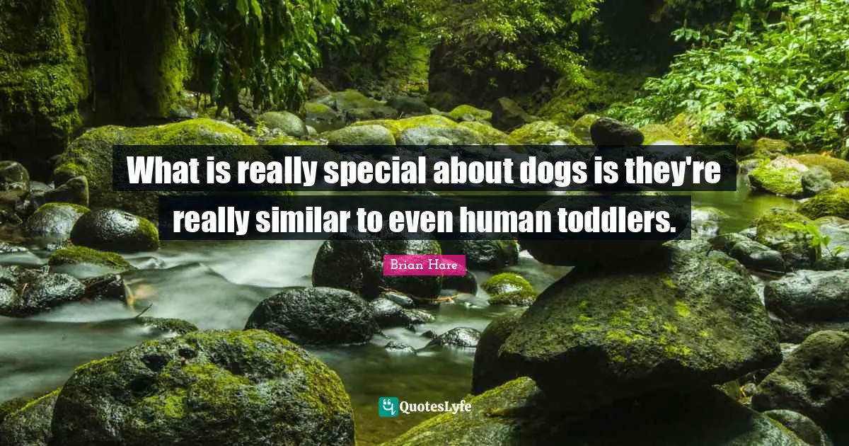 What is really special about dogs is they're really similar to even human toddlers.