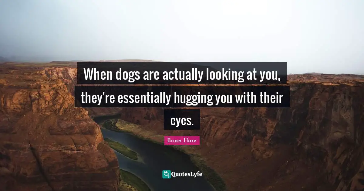 When dogs are actually looking at you, they're essentially hugging you with their eyes.