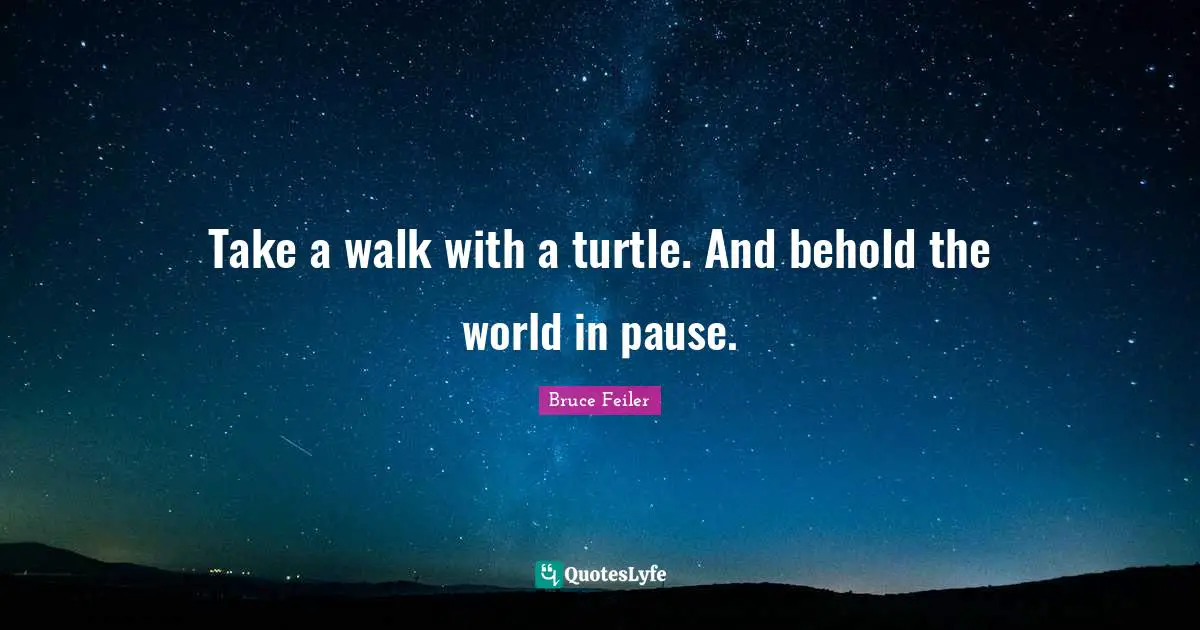 Take a walk with a turtle. And behold the world in pause.