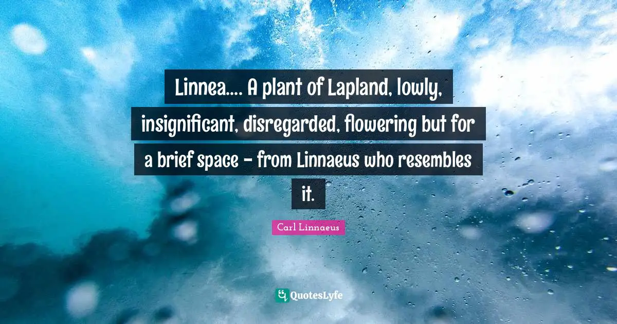 Linnea.... A plant of Lapland, lowly, insignificant, disregarded, flowering but for a brief space - from Linnaeus who resembles it.
