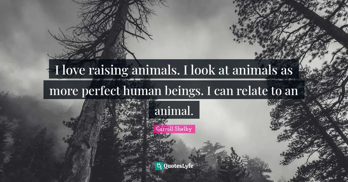 Carroll Shelby Quotes: "I love raising animals. I look at animals as more perfect human beings. I can relate to an animal."