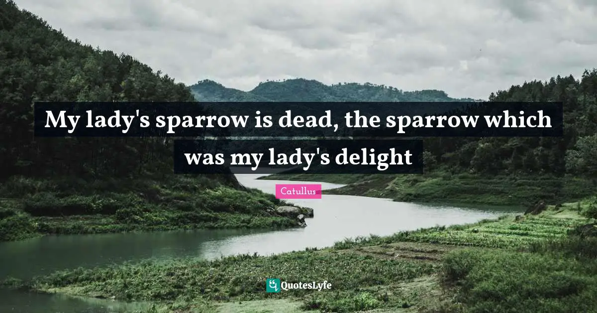 Catullus Quotes: "My lady's sparrow is dead, the sparrow which was my lady's delight"