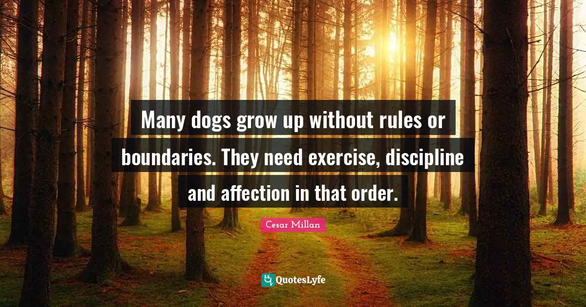Many dogs grow up without rules or boundaries. They need exercise, discipline and affection in that order.