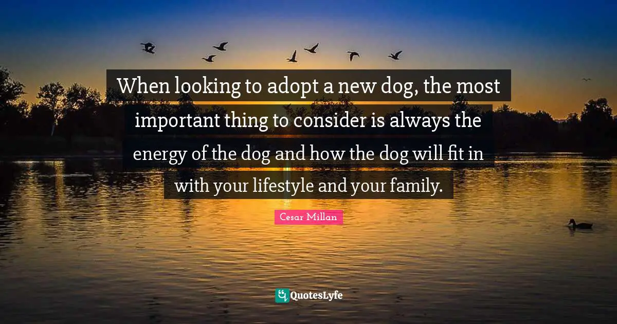 Cesar Millan Quotes: "When looking to adopt a new dog, the most important thing to consider is always the energy of the dog and how the dog will fit in with your lifestyle and your family."