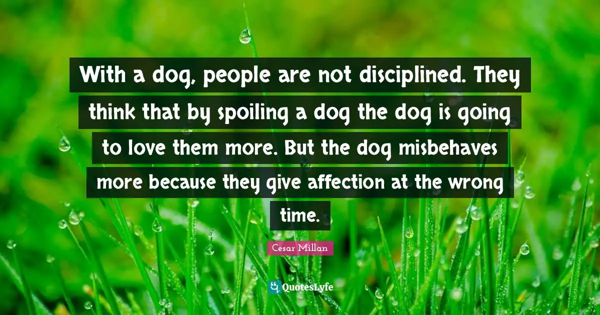 Cesar Millan Quotes: "With a dog, people are not disciplined. They think that by spoiling a dog the dog is going to love them more. But the dog misbehaves more because they give affection at the wrong time."