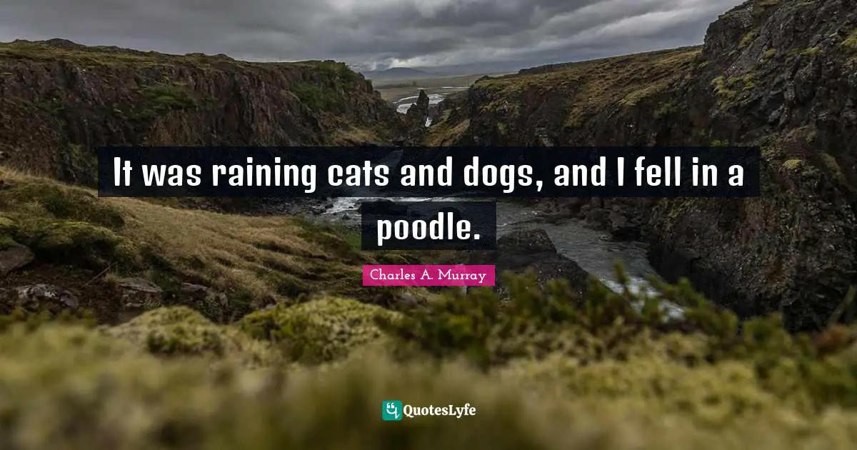 It was raining cats and dogs, and I fell in a poodle.
