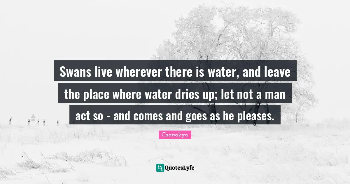 Swans Quotes: "Swans live wherever there is water, and leave the place where water dries up; let not a man act so - and comes and goes as he pleases."