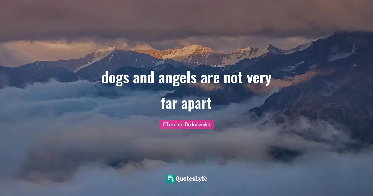 dogs and angels are not very far apart