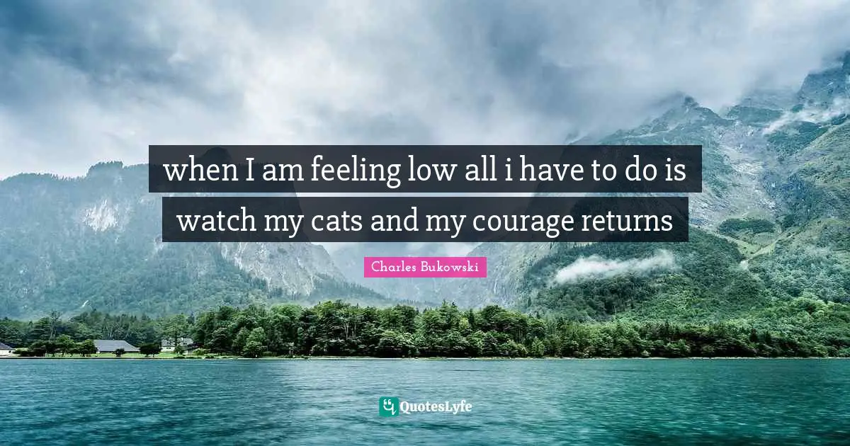 when I am feeling low all i have to do is watch my cats and my courage returns