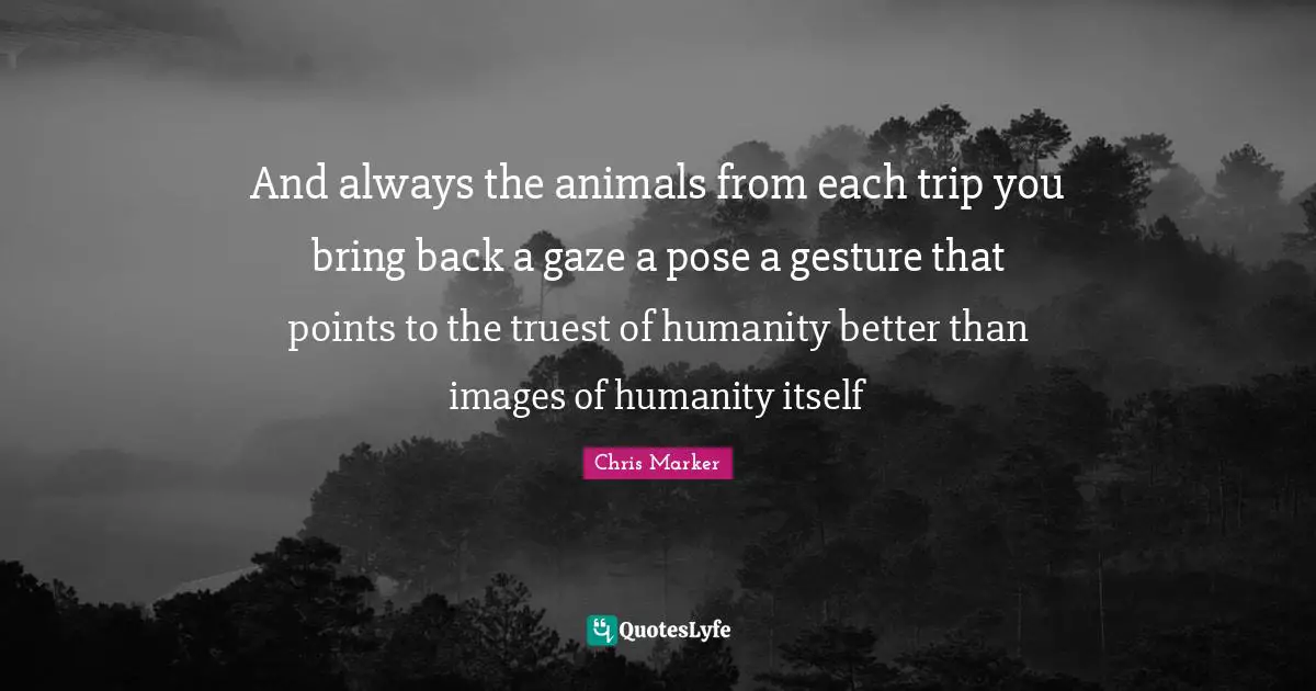 And always the animals from each trip you bring back a gaze a pose a gesture that points to the truest of humanity better than images of humanity itself