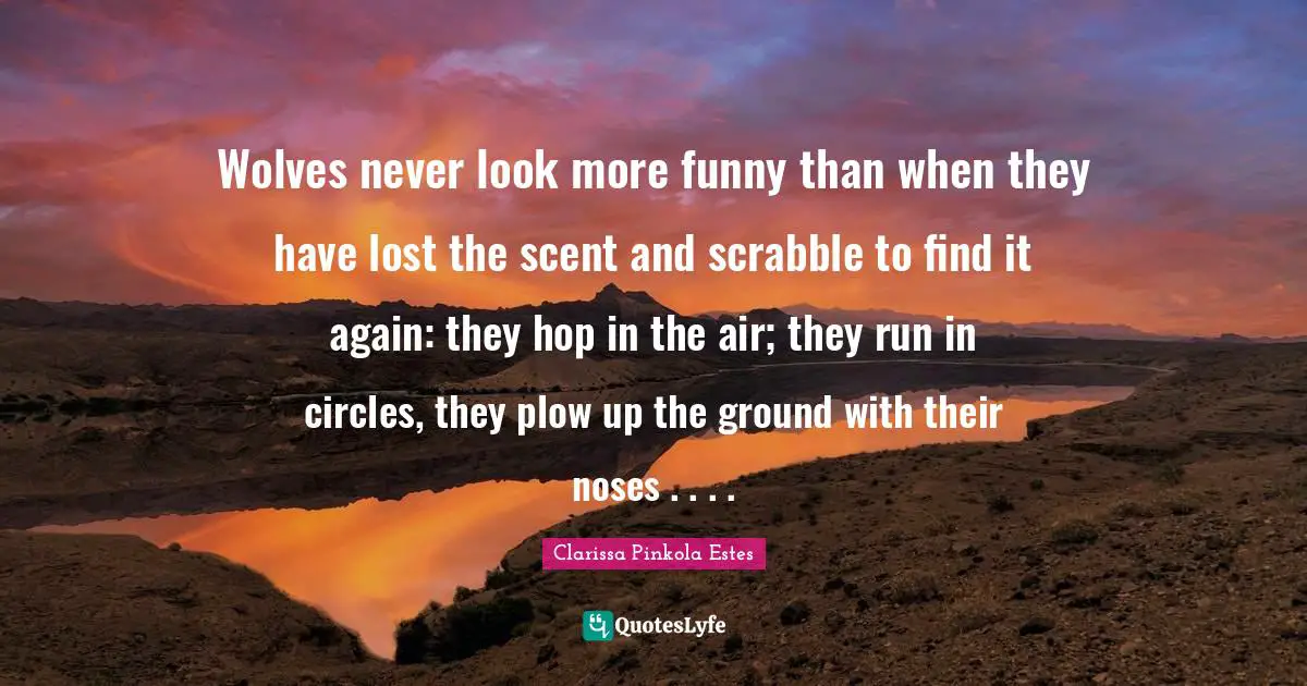 Clarissa Pinkola Estes Quotes: "Wolves never look more funny than when they have lost the scent and scrabble to find it again: they hop in the air; they run in circles, they plow up the ground with their noses . . . ."