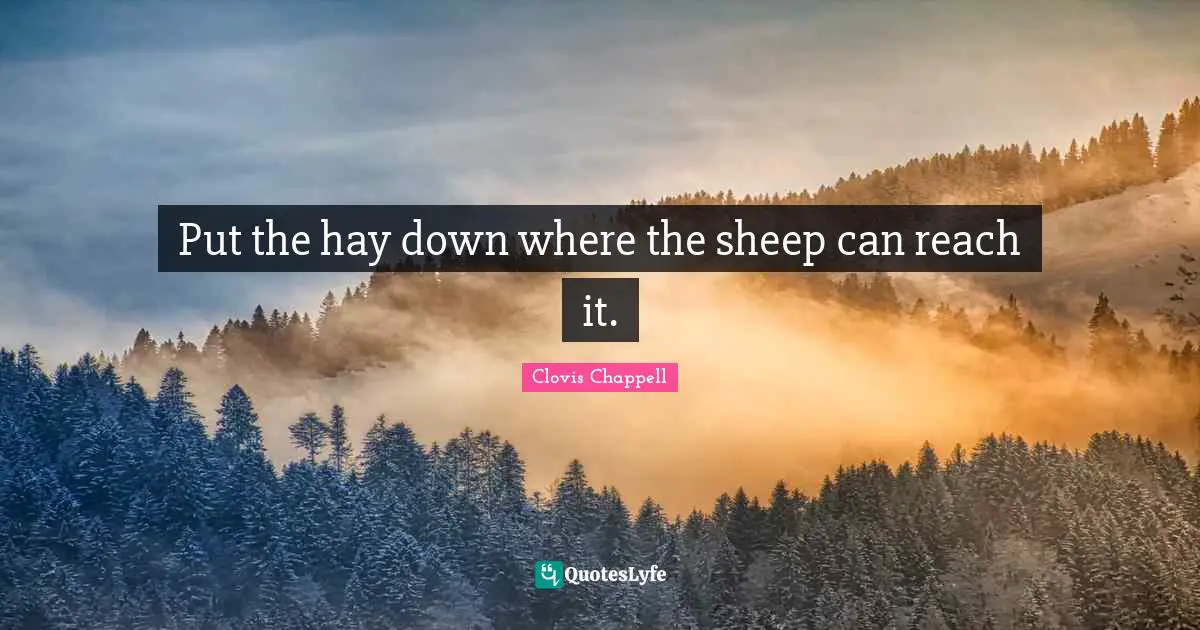 Put the hay down where the sheep can reach it.