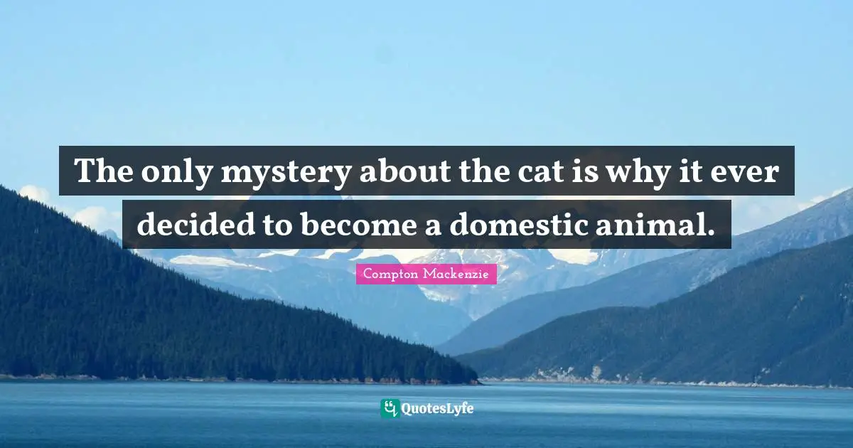 The only mystery about the cat is why it ever decided to become a domestic animal.