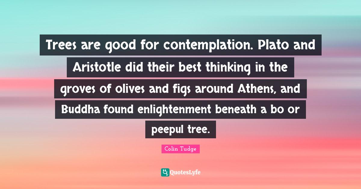 Trees are good for contemplation. Plato and Aristotle did their best t