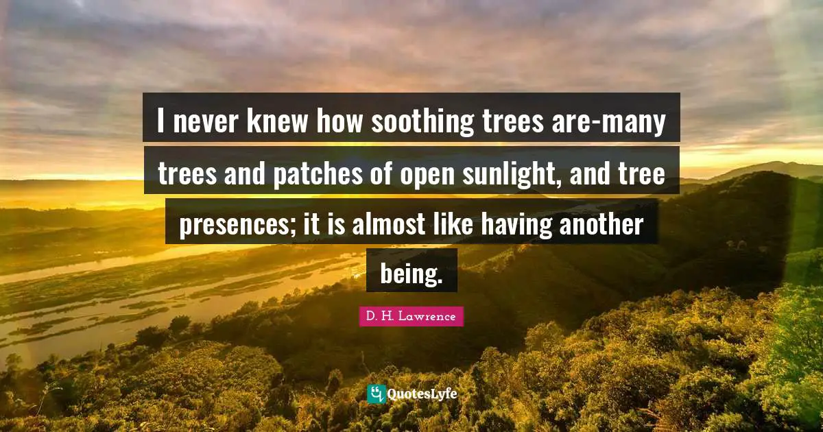 I never knew how soothing trees are-many trees and patches of open sunlight, and tree presences; it is almost like having another being.