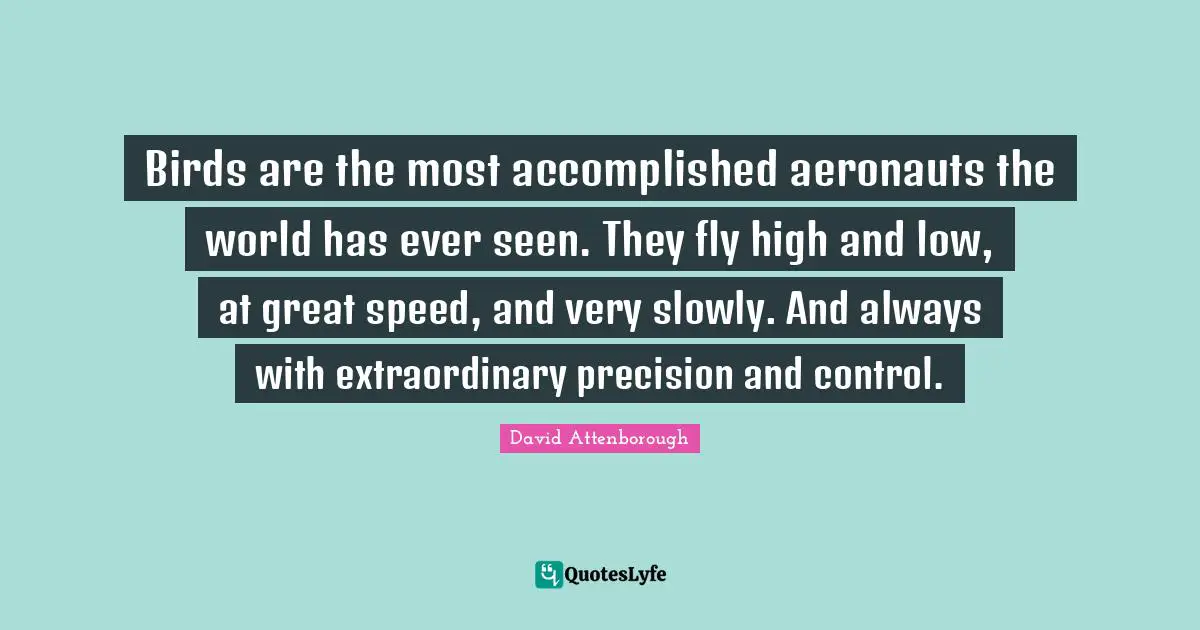 Birds are the most accomplished aeronauts the world has ever seen. They fly high and low, at great speed, and very slowly. And always with extraordinary precision and control.