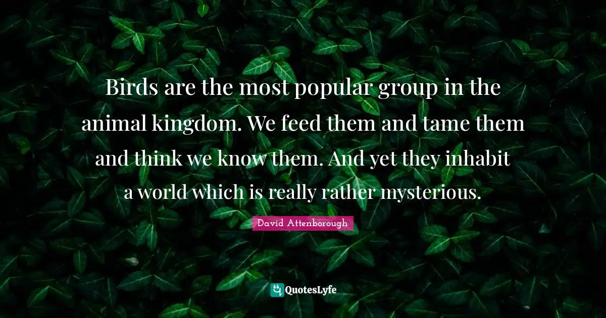 Birds are the most popular group in the animal kingdom. We feed them and tame them and think we know them. And yet they inhabit a world which is really rather mysterious.