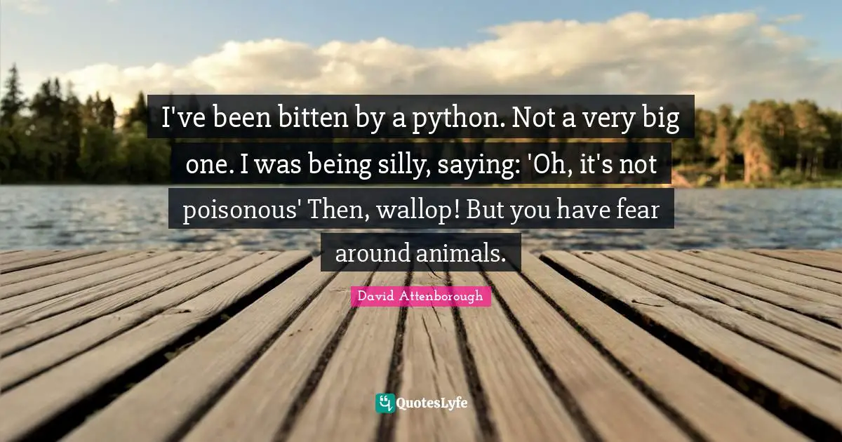 Python Quotes: "I've been bitten by a python. Not a very big one. I was being silly, saying: 'Oh, it's not poisonous' Then, wallop! But you have fear around animals."